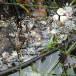 The pile of toads at the waters edge