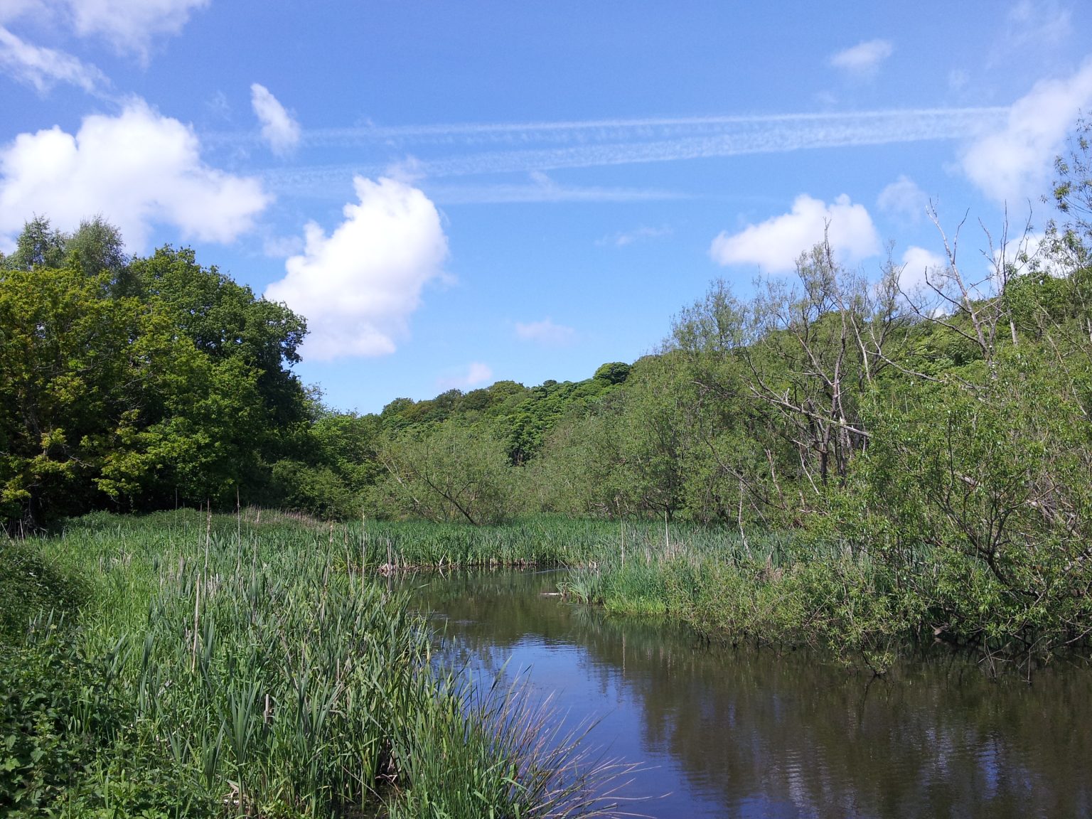 Friends of Dibbinsdale | Supporting Brotherton Park & Dibbinsdale Local